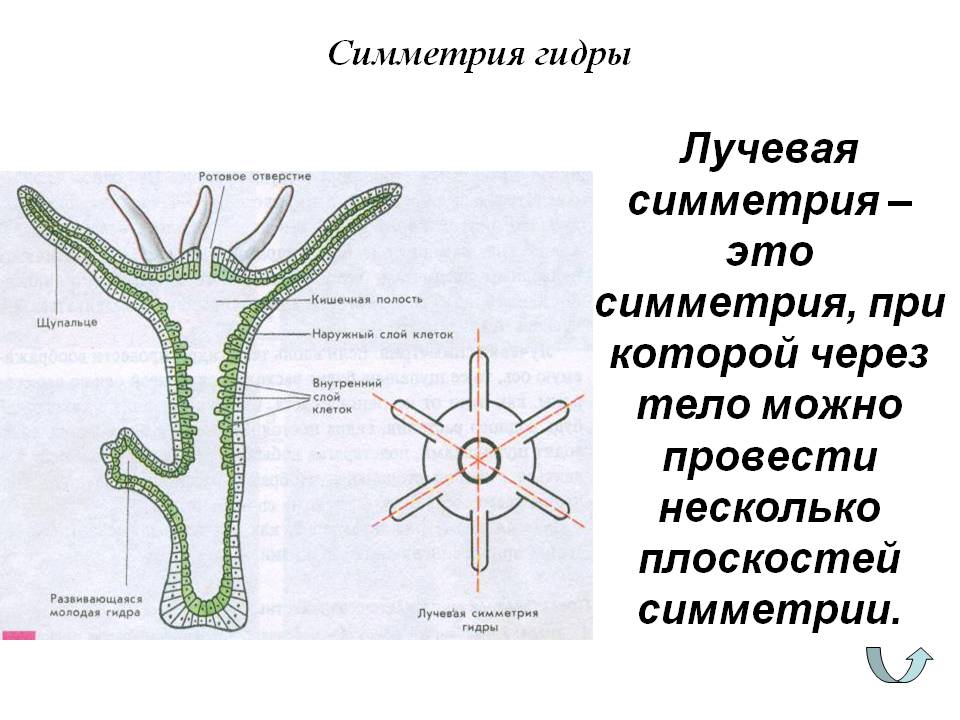 Кракен через тор браузер