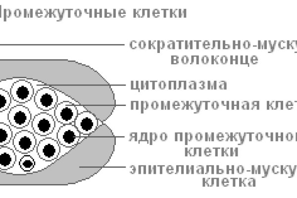 Kraken istand onion